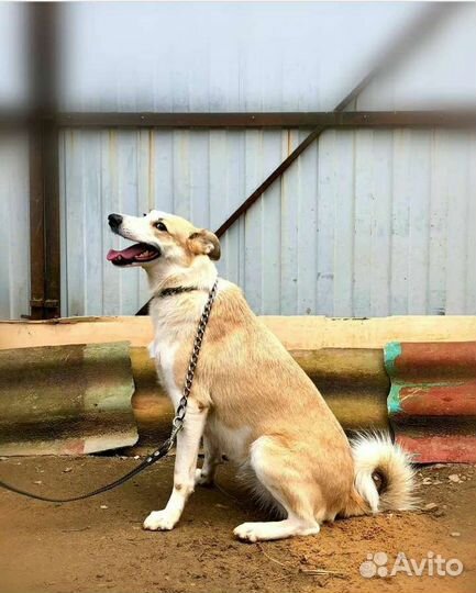 Грейси может стать Вам самым верным другом