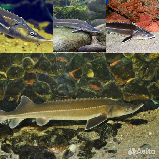 Кои для Вашего пруда