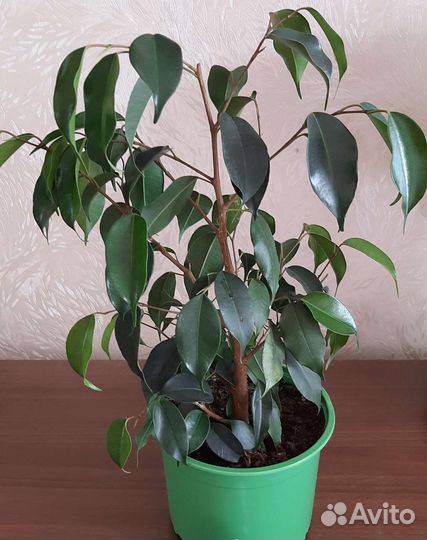 Фикус бенджамина