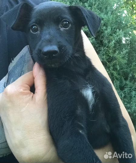 Собака в добрые руки щенок