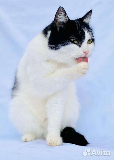 Кошечка в добрые руки