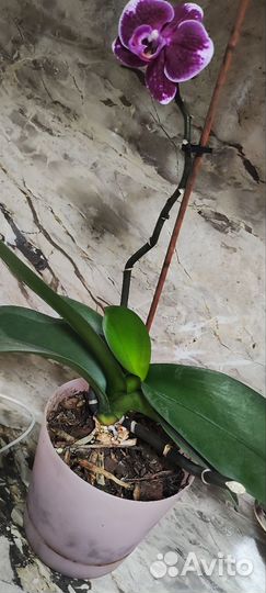 Орхидея фаленопсис