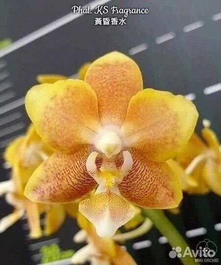 Орхидея фаленопсис Fragrance бронь