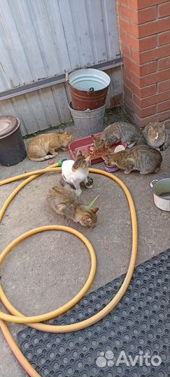 Кошки в беде, котята