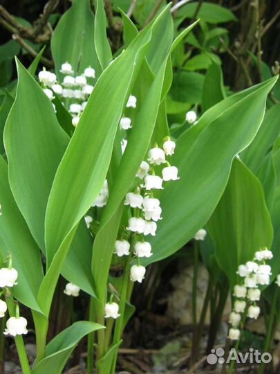 Садовые цветы многолетники. Много