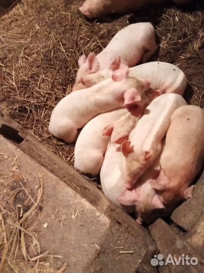 Поросята
