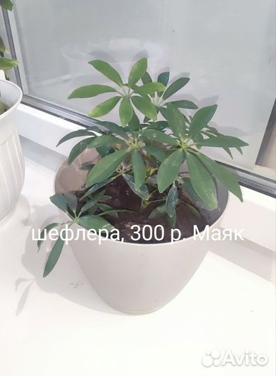 Комнатные цветы