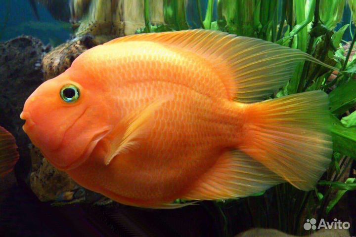 Попугай аквариумная рыбка