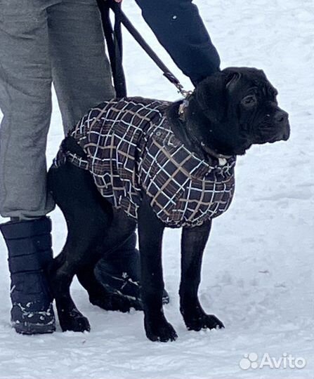 Костюм для собаки