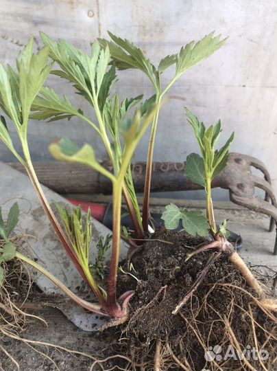 Золотой шар многолетник