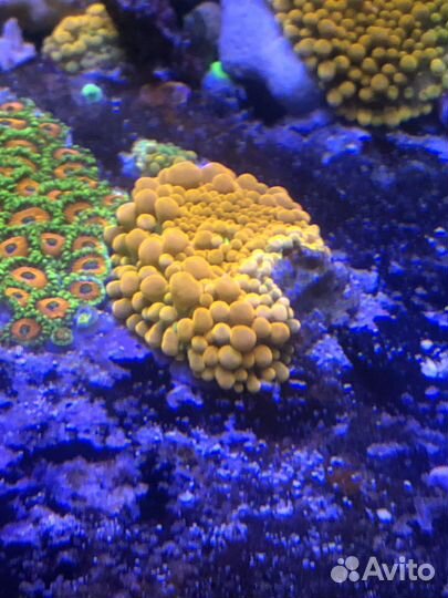 Кораллы в морской аквариум