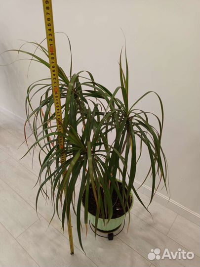 Драцены, фикус, роза