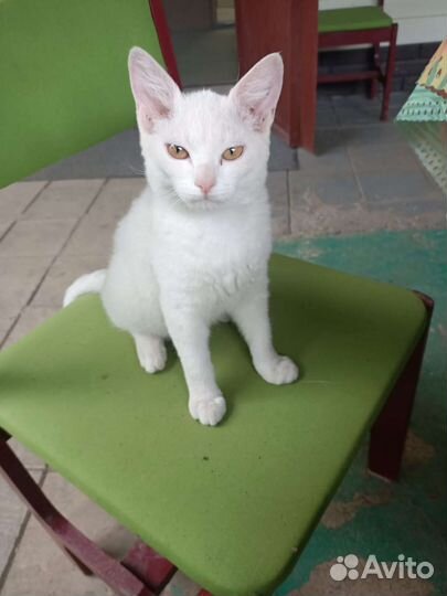 Кошка в дар