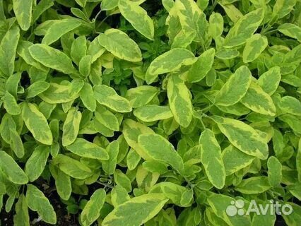 Травы для чая. Вкусно и красиво