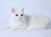 Кошка белого окраса