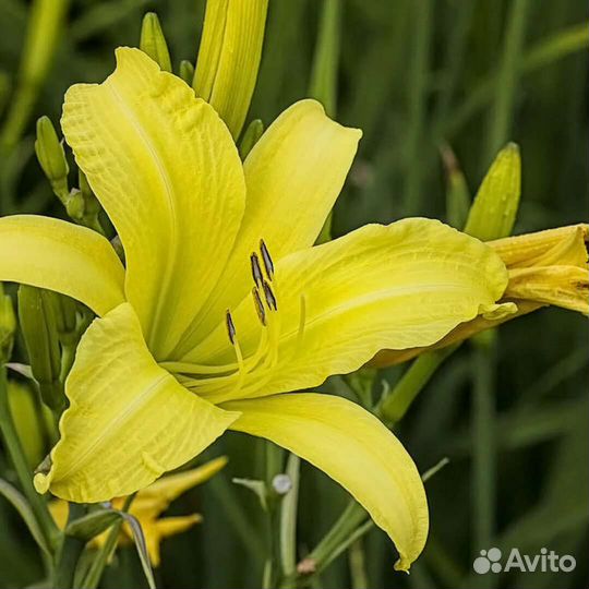 Лилейник лимонно-желтый, оранжевый