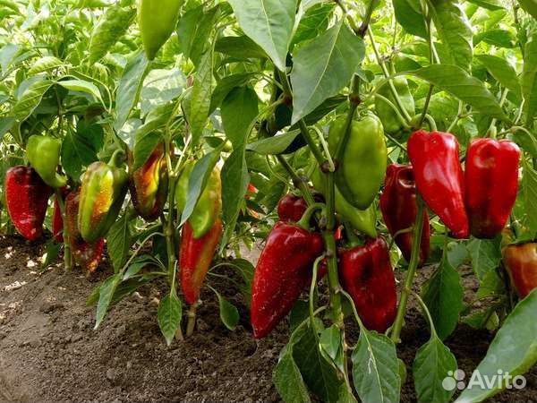 Семена болгарского перца