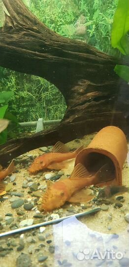 Анциструс super рэд