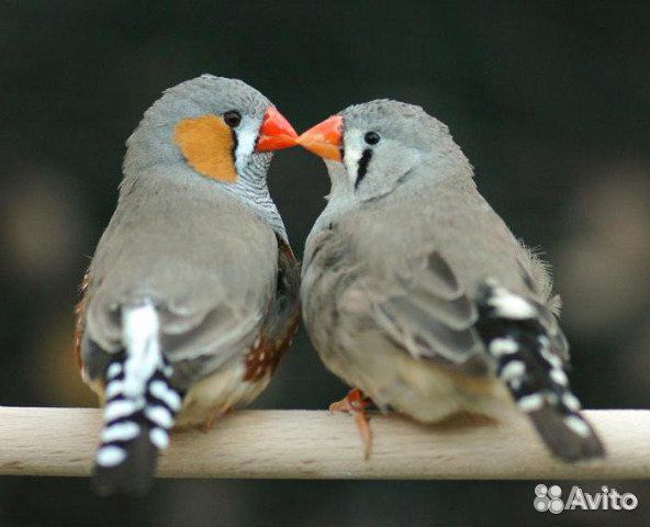 Зебровые амадины