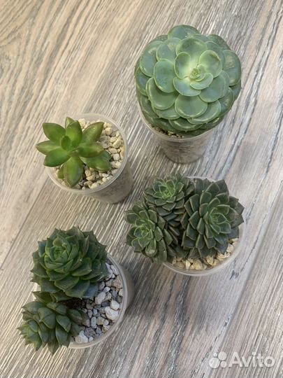 Суккуленты