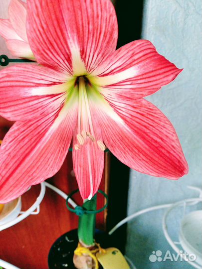 Гиппеаструм, детки