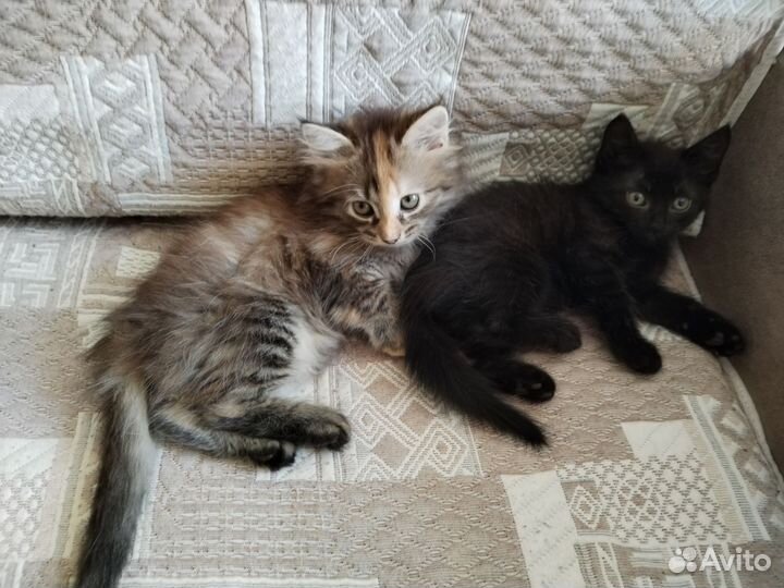 Котята в добрые руки бесплатно