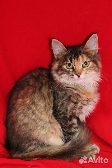 Котенок в добрые руки