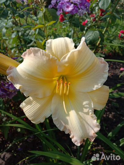 Продам набор лилейников