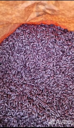 Семена подсолнечника pioneer