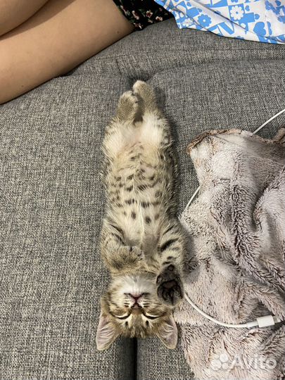 Шотланский котенок