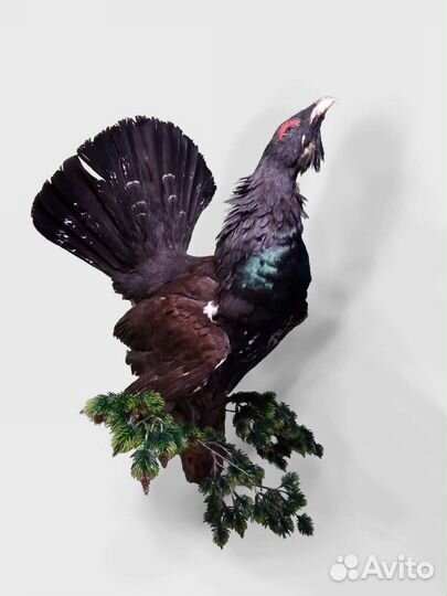 Таксидермия птиц, изготовление скелетов и черепов