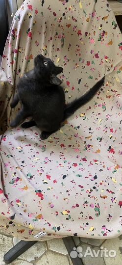 Котенок-девочка