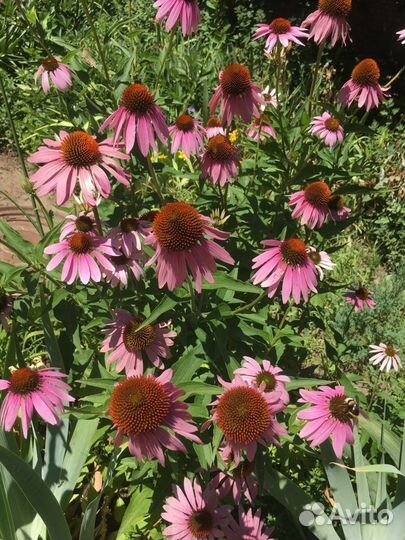 Рудбекия кустовая, ирисы и др