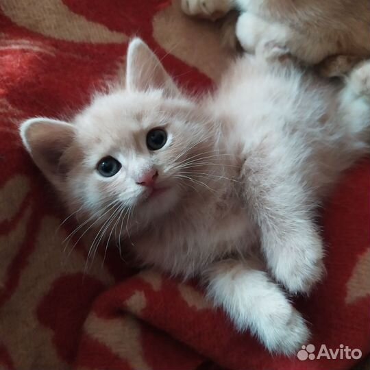 Отдам котёнка