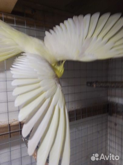 Попугай корелла девочка