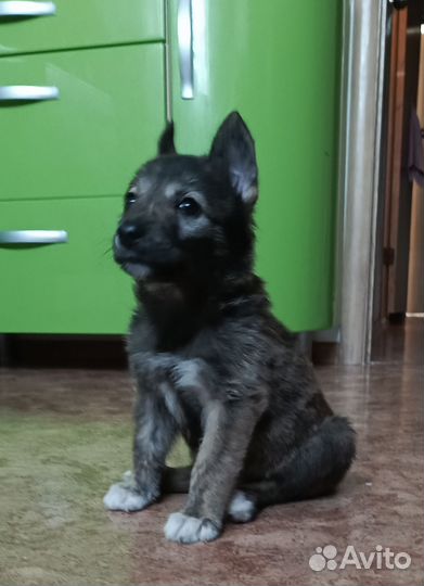 Собака в добрые руки щенок