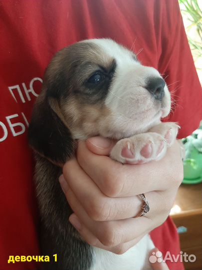 Бигль щенки