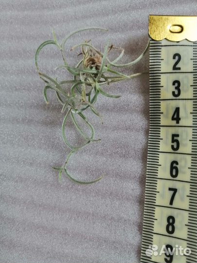 Теландсия уснеевидная кудрявая