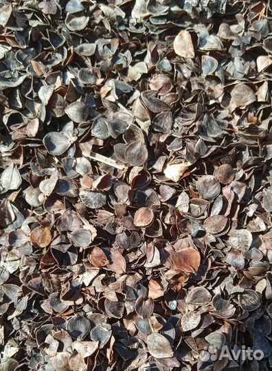 Гречка оптом