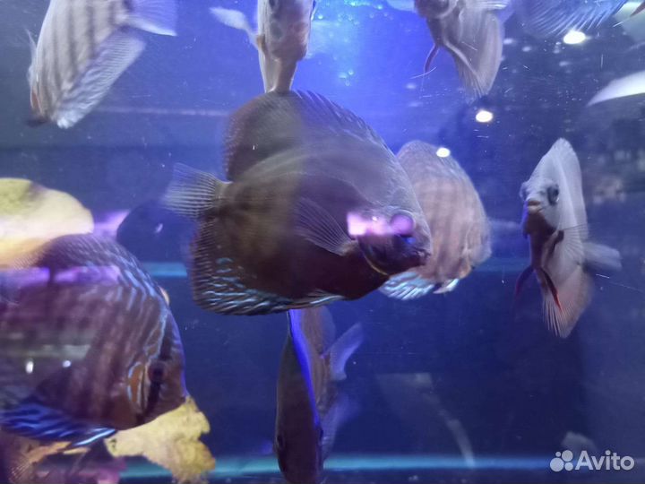 Дискус коричневый ассорти Аквариумные рыбки