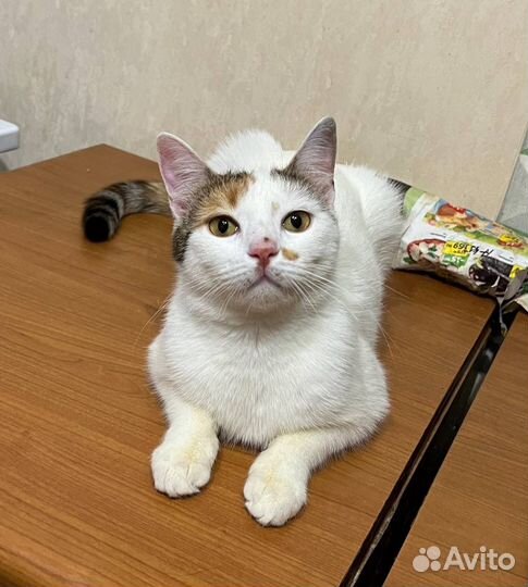 Russian intact teil Стейси в добрые руки дар