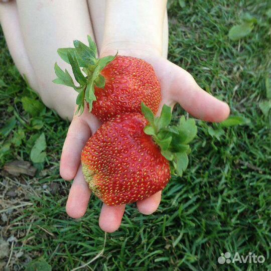 Клубника Гигантелла,Чёрный принц, Виктория ремонта