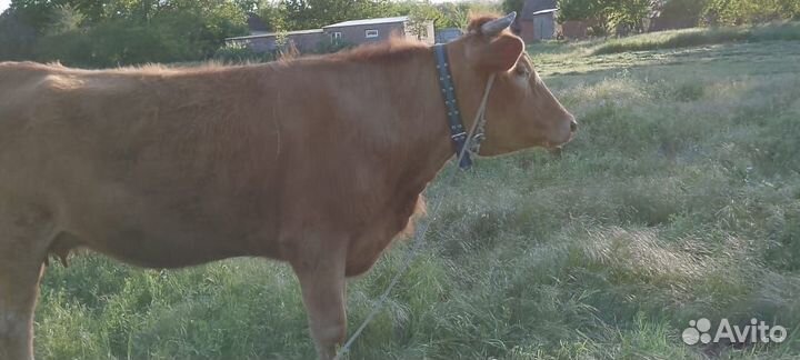 Корова стельная