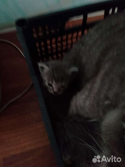 Котята в добрые руки бесплатно