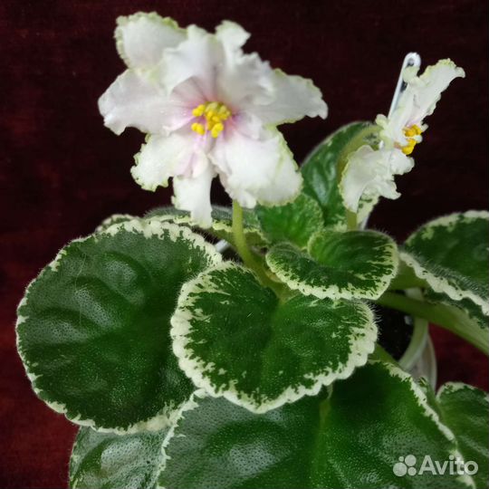 Фиалки, детки