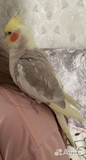 Попугай Корелла самец