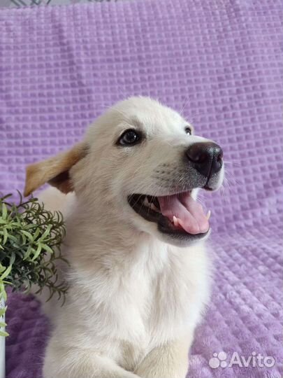 Белый щенок в дар