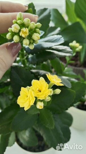 Комнатные цветы Каланхоэ