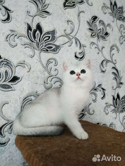 Шотландская Серебристая Шиншила