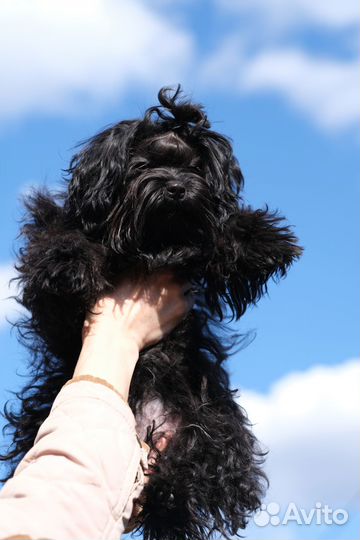 Русская цветная болонка, щенок